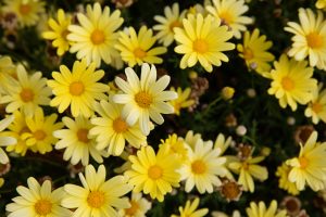 Bright yellow daisies in the garden of the Judith Holzman Law Offices in Vaughan.